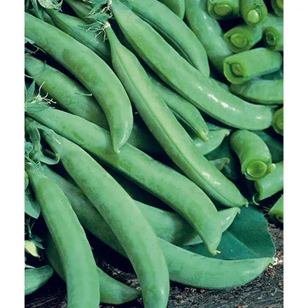 Unwins Sugar Snap Pea Delikett Seeds