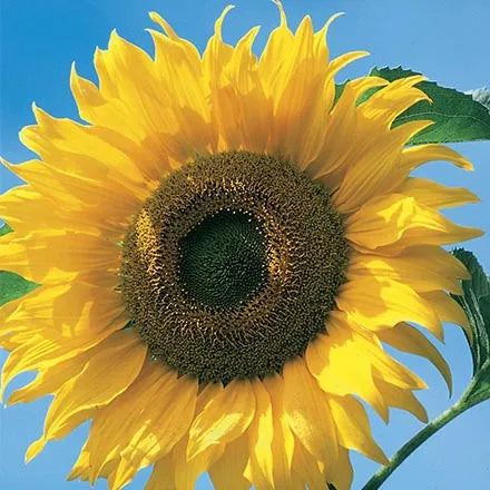 Unwins Sunflower American Giant F1 Seeds