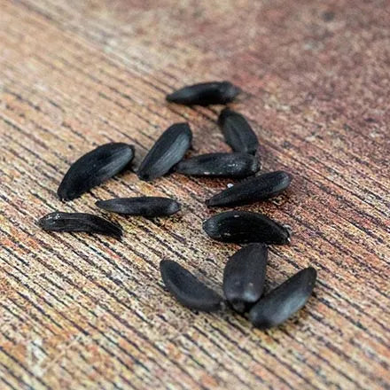 Unwins Sunflower American Giant F1 Seeds