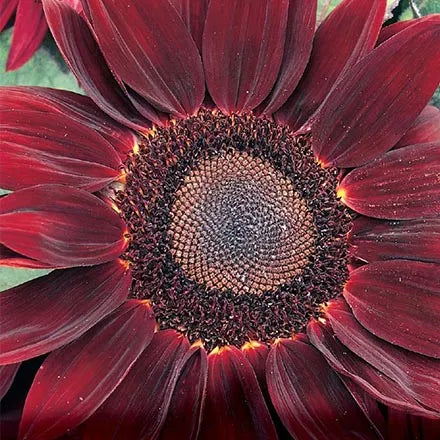 Unwins Sunflower Rouge Royale Seeds