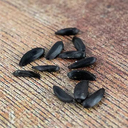 Unwins Sunflower Rouge Royale Seeds