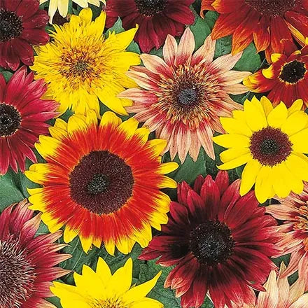 Unwins Sunflower Vincent's Mix Seeds
