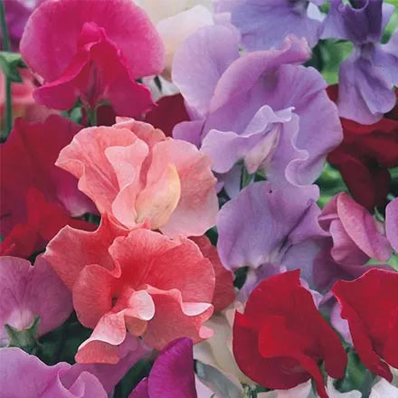 Unwins Sweet Pea Unwins Signature Blend Seeds