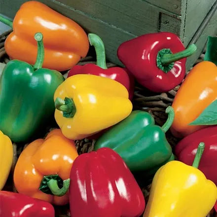 Unwins Sweet Pepper Salad Festival F1 Seeds