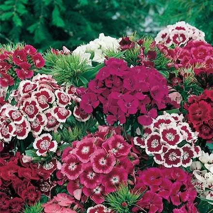 Unwins Sweet William Early Summer Scented Seeds
