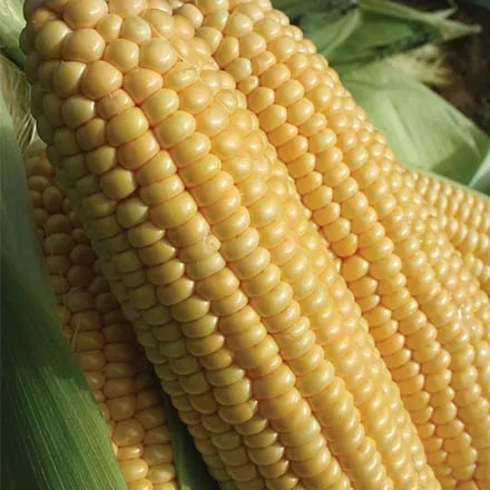 Unwins Sweetcorn Goldcrest F1 Seeds