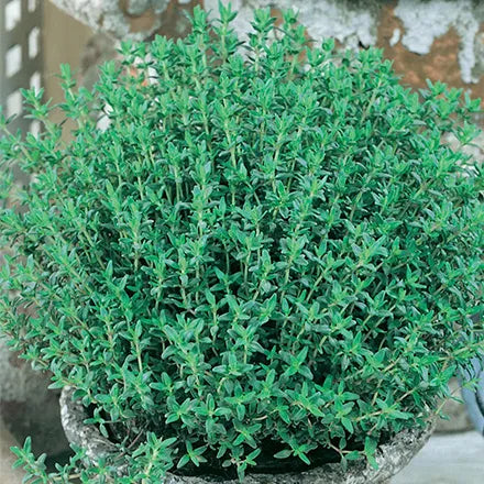 Unwins Thyme Seeds