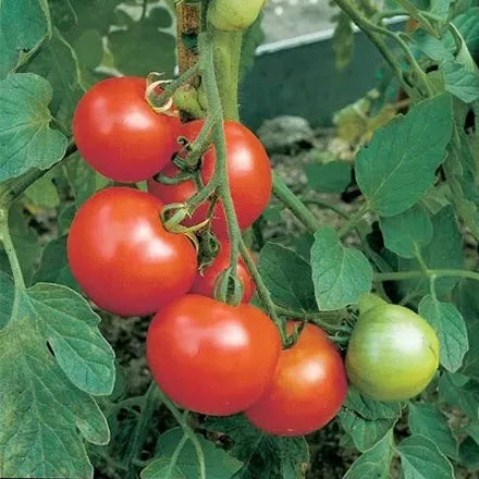 Unwins Tomato Moneymaker Seeds