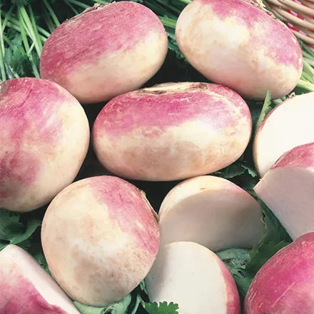 Unwins Turnip Purple Top Milan Seeds
