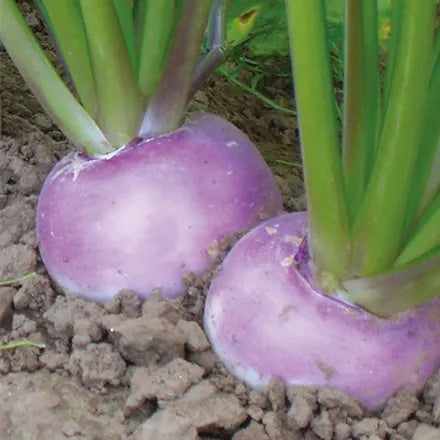 Unwins Turnip Sweetbell Seeds
