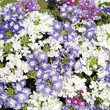 Unwins Verbena Scentsation Mix Seeds