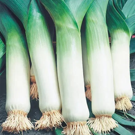 Unwins Vernal Leek Winter Giant 2 Seeds