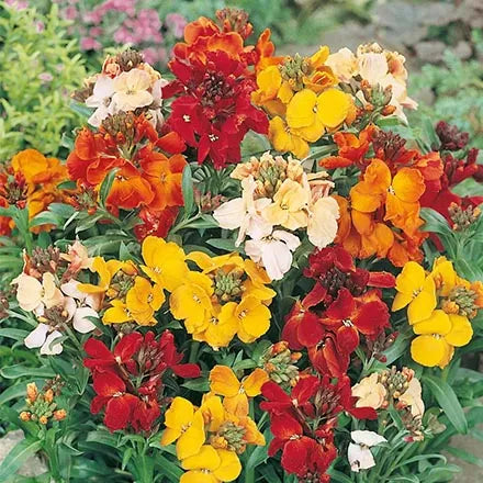 Unwins Wallflower Bedder Mix Seeds