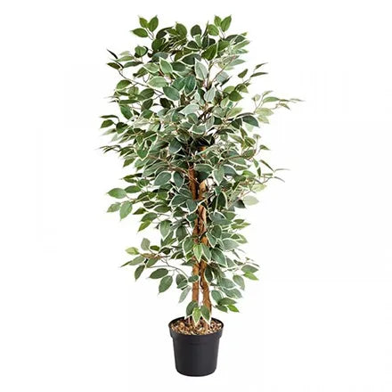 Weeping Fig Plant 130cm
