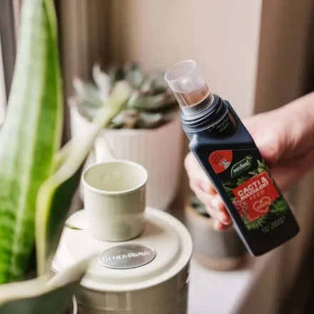 Westland Cacti & Succulent Feed 200ml 