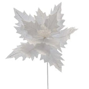 White Poinsettia