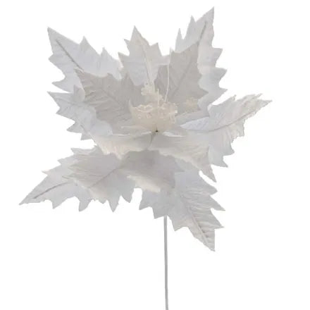 White Poinsettia