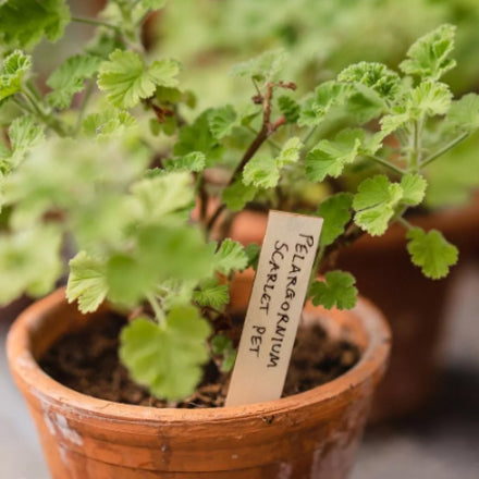 Wooden Plant Labels