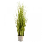 Zebra Grass 90cm