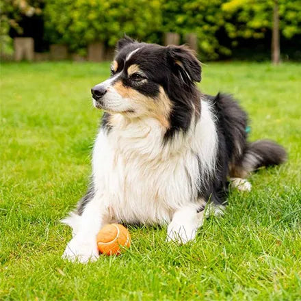 Zoon Pooch Mini Tennis Balls 4 Pack