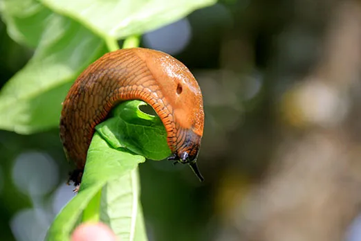 Slug Pest Management