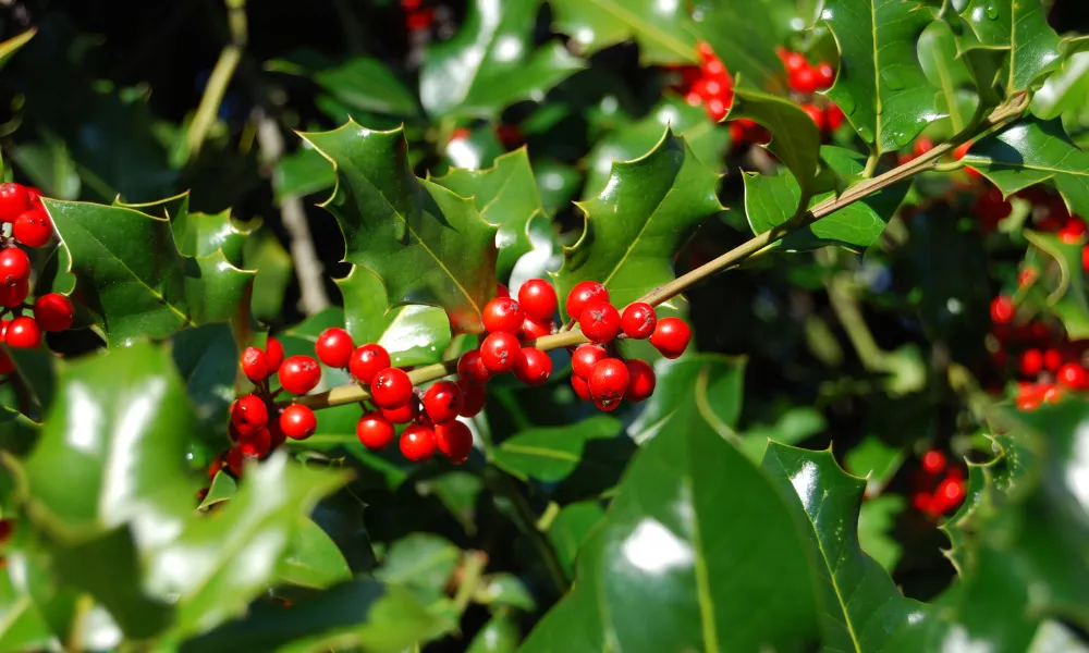 The History of Holly (Ilex aquifolium)