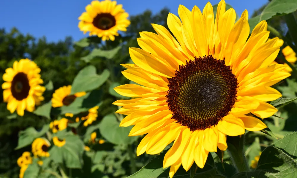 Growing Sunflowers (Helianthus) 🌻