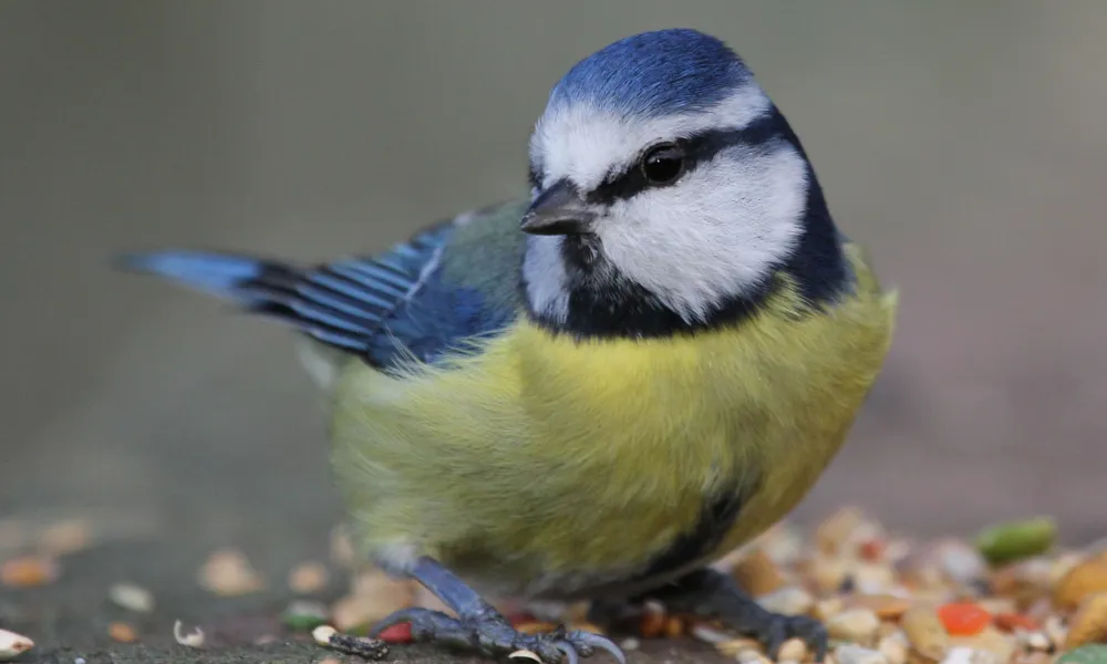 Wild Bird Care In Winter