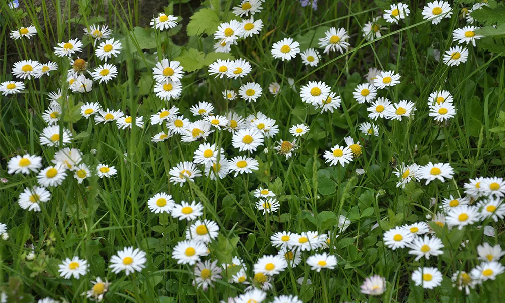 All Things Daisy
