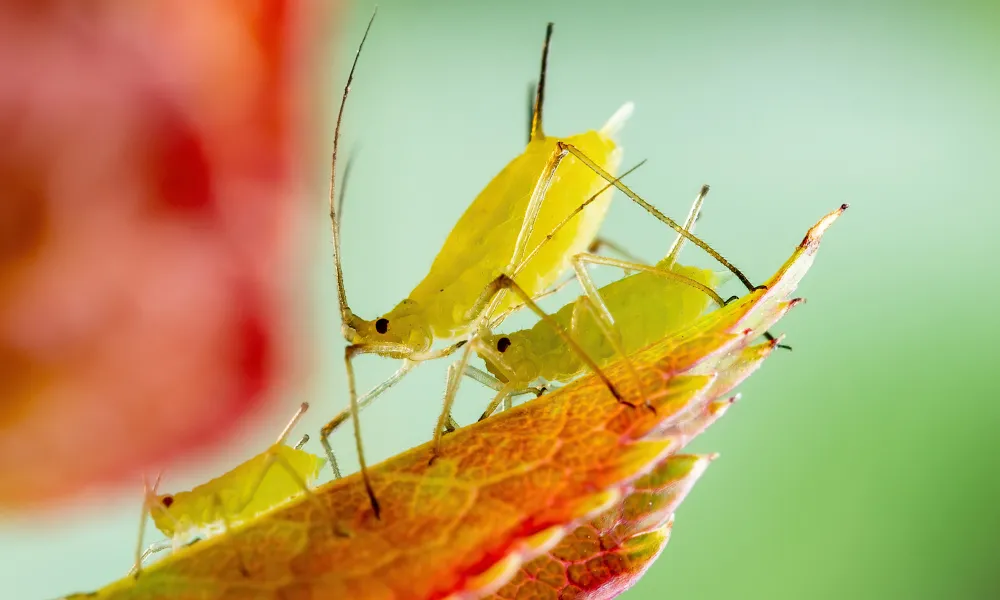 Pest Control - Aphids (Greenfly + Blackfly)