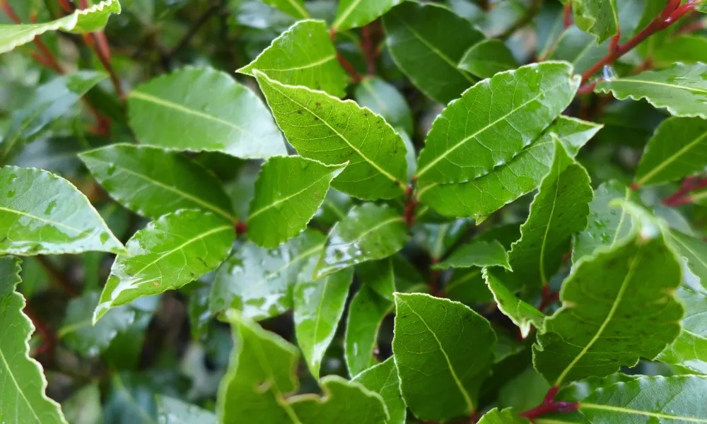 Bay Laurel - Laurus nobilis