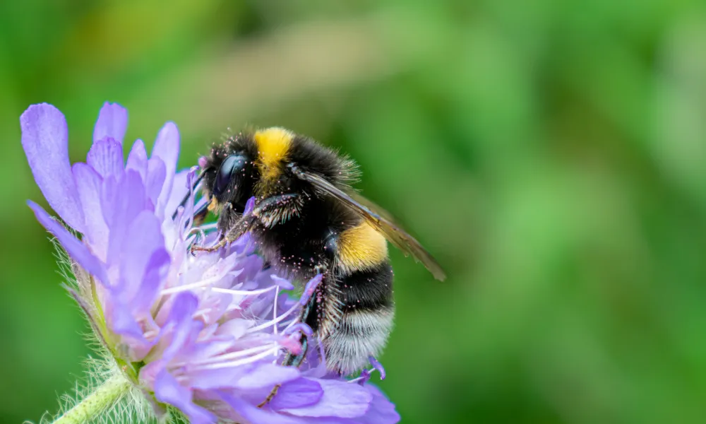 Attracting Bees To Your Garden🐝