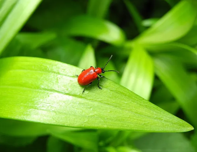 Pest Management  Lily Beetles (lilioceris liliii)