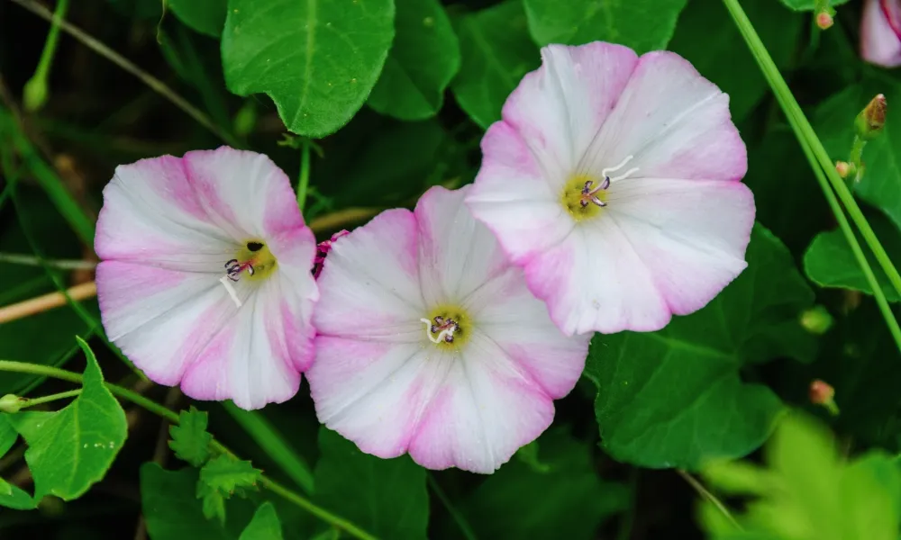 Bindweed