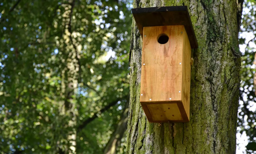 Giving Birds A Home (end the birds housing crisis!) 🐦