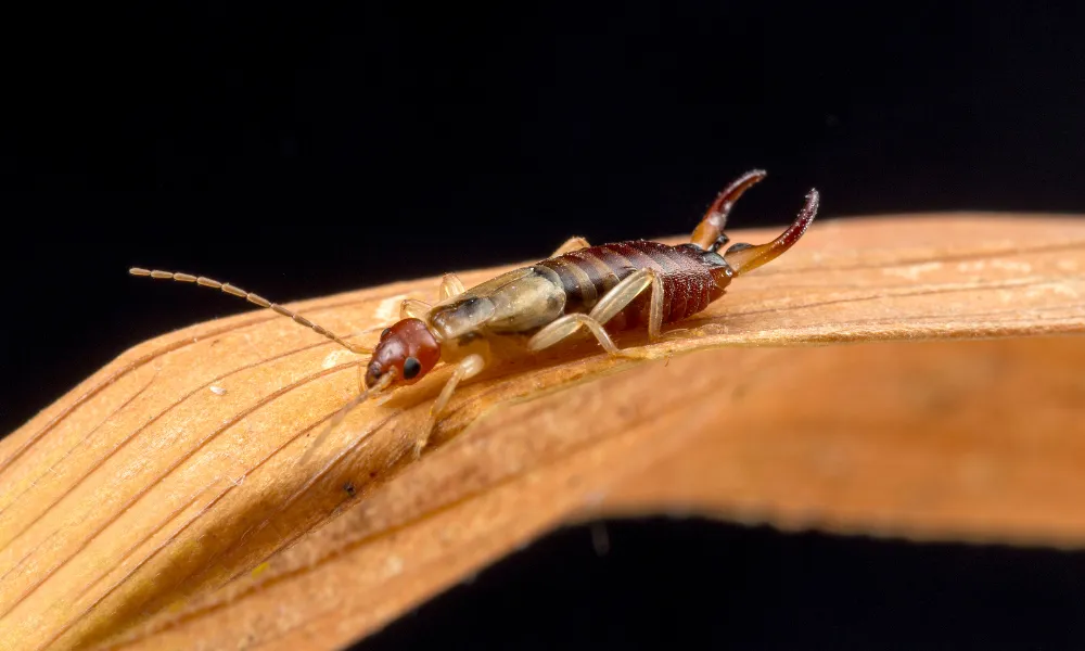 Earwigs-  Friend or Foe?