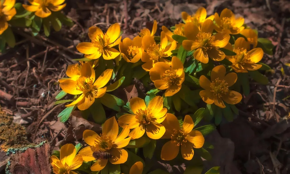 Flowers To Get A Start On In February