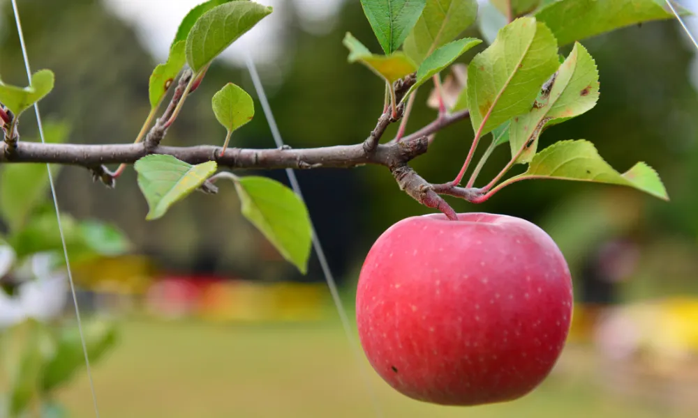 Planting Fruit Trees