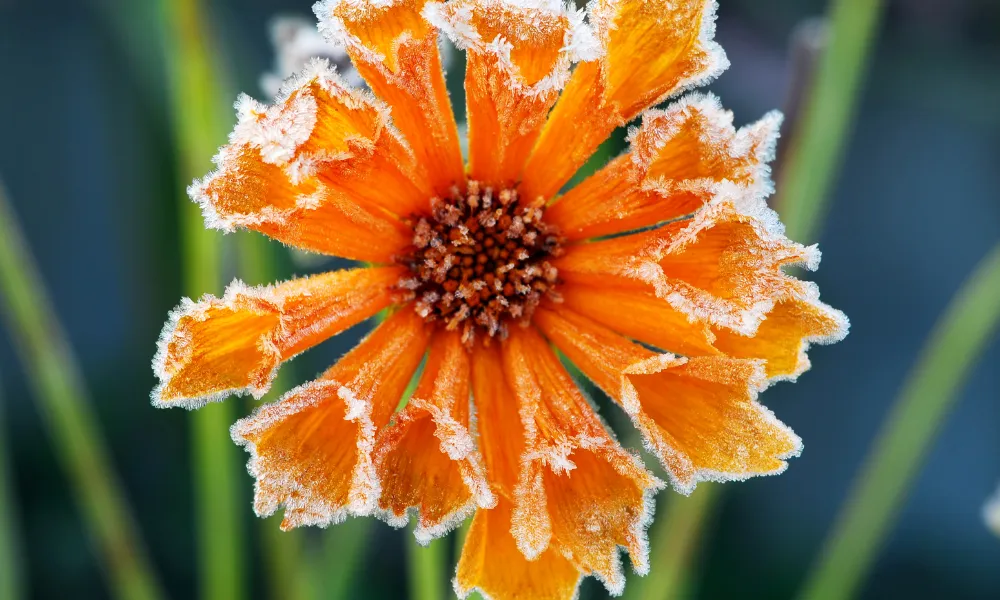 Prepare your garden for winter