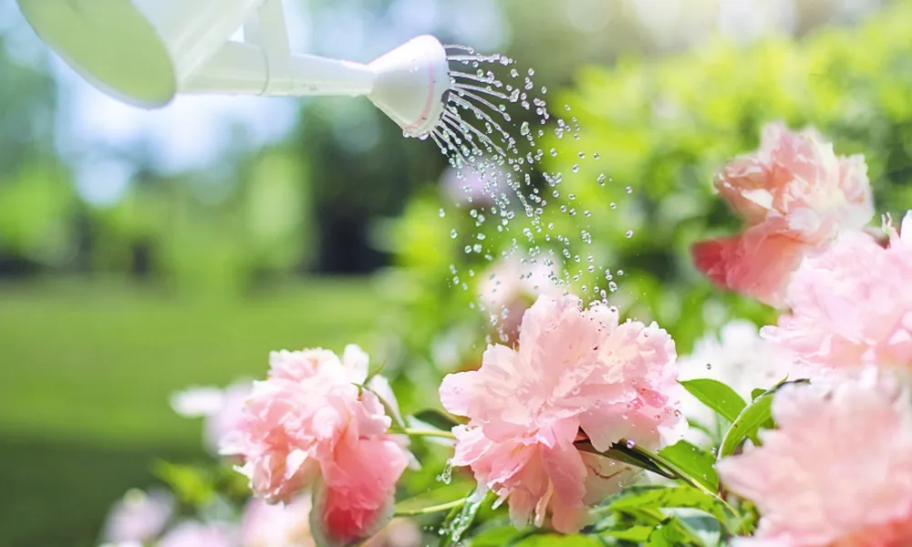 Water Gathering