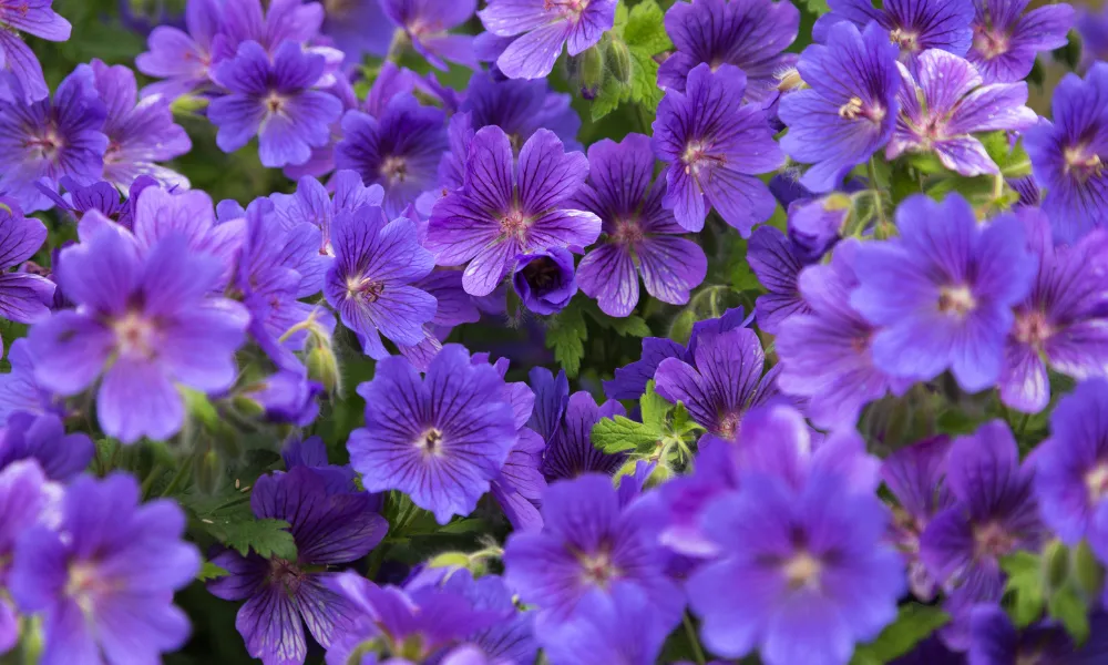 Perfect Plants For Ground Coverage