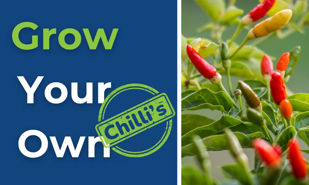 Grow Your Own Chilli's 🌶️