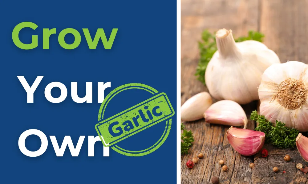 Grow Your Own Garlic 🧄