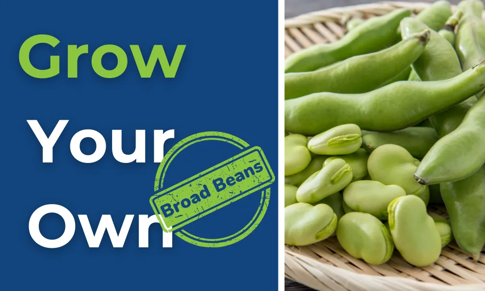 Grow Your Own Broad Beans