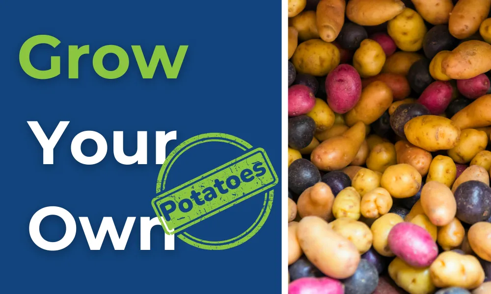 Grow Your Own Potatoes 