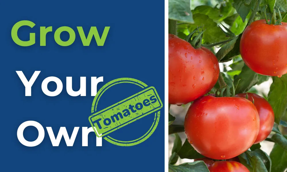 Grow Your Own Tomatoes 🍅