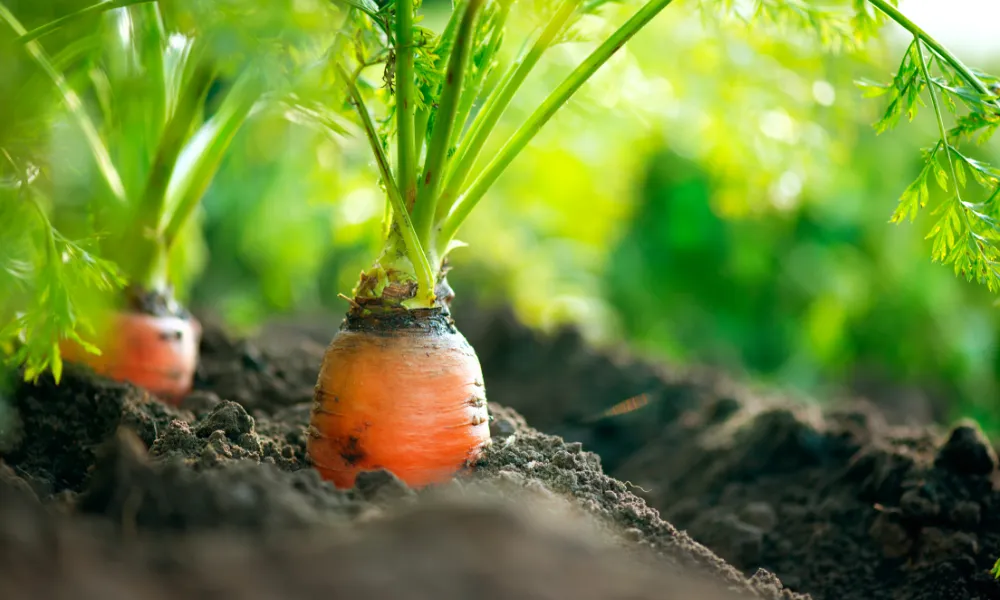 Growing Carrot Perfection 🥕