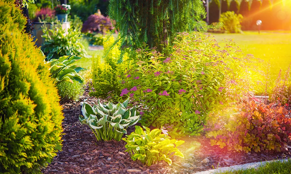 Hot Weather Garden Tips