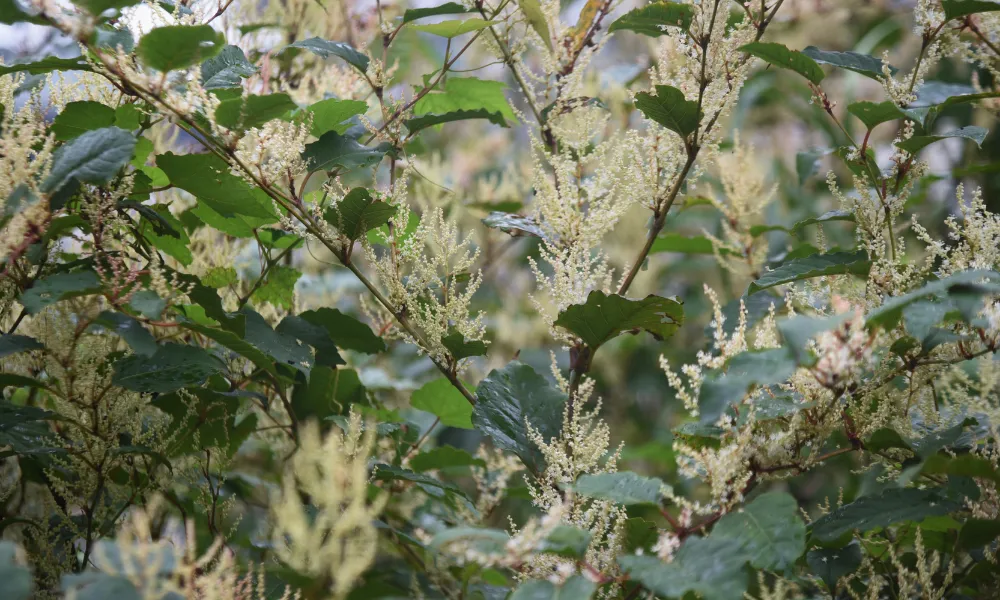 Japanese Knotweed Invasion - How To Get Rid Of It