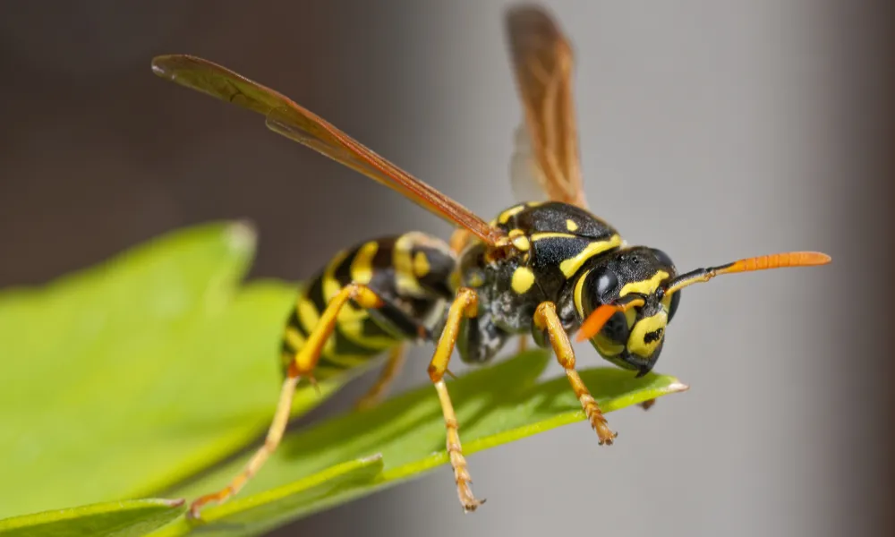 Pest Control- Wasp Season
